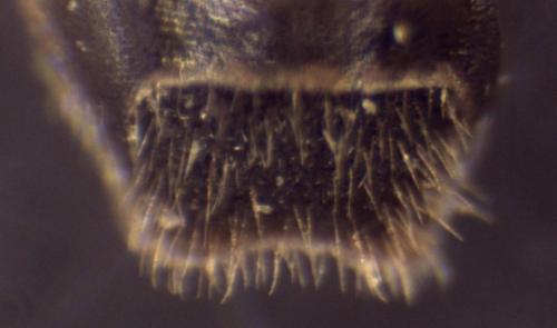 Paramyrmosa brunnipes